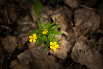 yellow flower on the ground