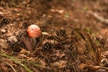 Green forest, grass, leaves, mushrooms in summer