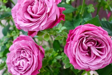 rose flowers
