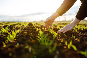 Young Green wheat seedlings in the hands of a farmer. Organic green wheat in the field. Sunset...