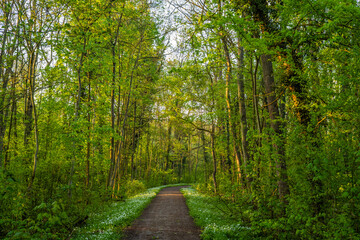 path in the forest