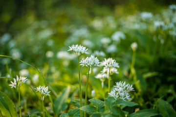 wild garlic