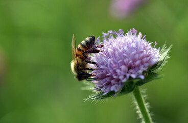 Biene auf einer lila Witwenblume
