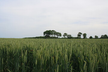 Campos de trigo en Normandía. Francia.