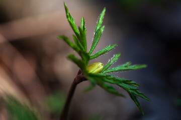 Anemones buds. First spring forest flowers. View of first bud of spring flower anemone anemone in forest on sunny day. Selective focus