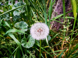 Dandelion seeds on natural background