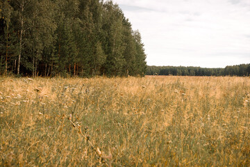 Fototapeta na wymiar Summer meadow with forest on background
