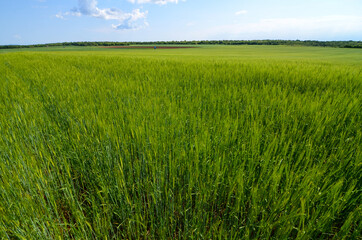 Wheat field. Green ear spikes on spring day, close up. Green barley field in countryside. Spikelet of wheat swaying in the wind. Young ripe ears swaying on the wind. Agriculture and food production.