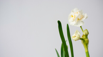 Fototapeta na wymiar Young white daffodil on white background with space for text