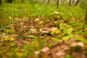 Green forest, grass, leaves, mushrooms in summer