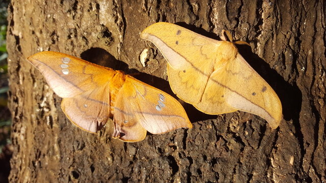 two cricula trifenestrata perch on tree.cricula silkmoth