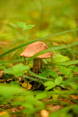 Green forest, grass, leaves, mushrooms in summer