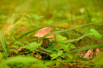 Green forest, grass, leaves, mushrooms in summer