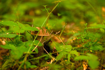 Green forest, grass, leaves, mushrooms in summer