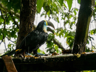 Tucan
