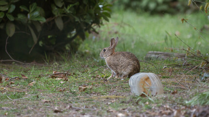 Hare rabbit on a field