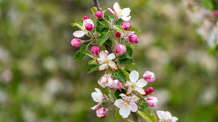 pink flowers in spring at Limburg Belgium