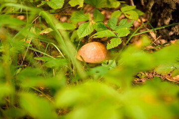 Green forest, grass, leaves, mushrooms in summer