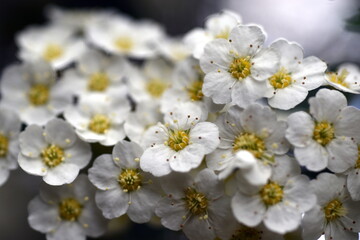 Winzige weiße Blüten eines Thunbergs Spiersstrauch