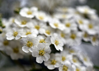 Winzige weiße Blüten eines Thunbergs Spiersstrauch