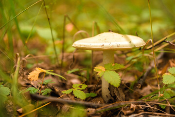 Green forest, grass, leaves, mushrooms in summer