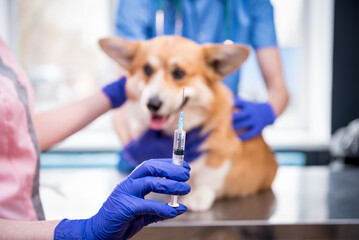 Veterinarian team giving the vaccine to the Corgi dog