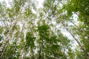 Green forest, branches, grass, leaves in summer