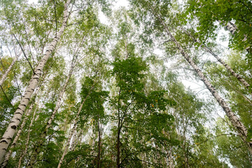 Green forest, branches, grass, leaves in summer