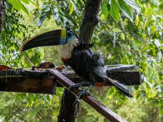 Tucan