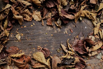 fallen autumn leaves