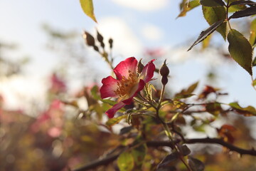 Attracts: B's & People