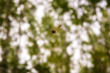 Spider on a background of green leaves in the rays of the sun