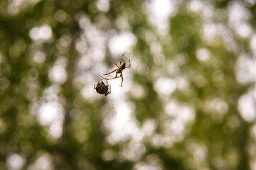 Spider on a background of green leaves in the rays of the sun