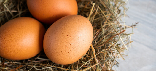 Closeup raw white brown organic fresh eggs shell with yolk from happy chicken hen free range farm on nature hatch grass straw nest healthy protein food symbol of spring season birth easter festival