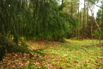 Green forest, branches, grass, leaves in summer
