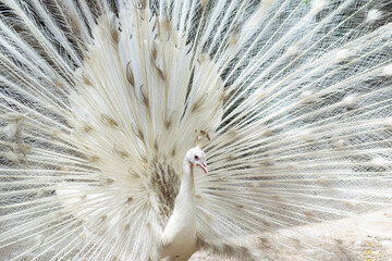 Obraz premium A Beautiful Male white Indian peacock with spread wings, Portrait