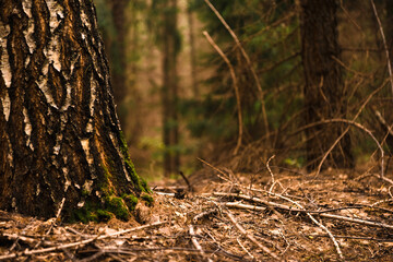 Green forest, branches, grass, leaves in summer