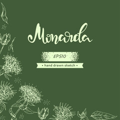 Background with Monarda or Bergamot and lettering Monarda Detailed hand-drawn sketches, vector botanical illustration.