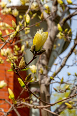 Yellow Magnolia