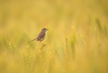 Plain Prinia in wheat field