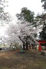 春の日本の神社の鳥居とソメイヨシノのサクラの咲く風景