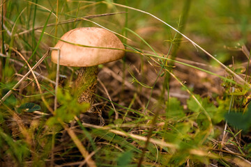 Green forest, grass, leaves, mushrooms in summer