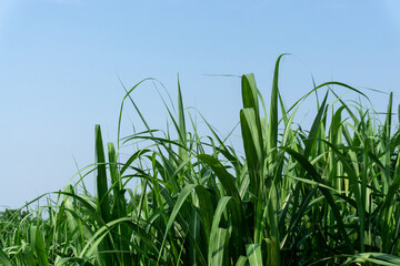 Green leaf of Sugarcane in agriculture planting field under blue sky