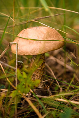 Green forest, grass, leaves, mushrooms in summer