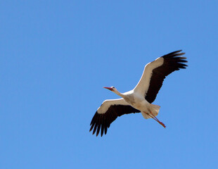 Fototapeta na wymiar The white stork is flying. It is a white bird with black wing tips, a long neck, a long thin red beak, and long reddish legs. The height of the white stork is 100-125 cm, the wingspan is 155-200 cm. 