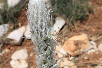 Asphodeline flower