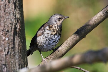 snowbird on the green spring grass (Turdus pilaris)