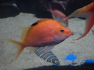水槽の中の魚の接写