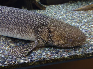 水槽の中の魚の接写