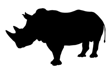 Obraz na płótnie Canvas Black rhinoceros or hook-lipped rhinoceros (Diceros bicornis)